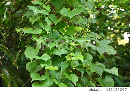 オニドコロ（鬼野老）・花と蒴果・有毒植物 111123207