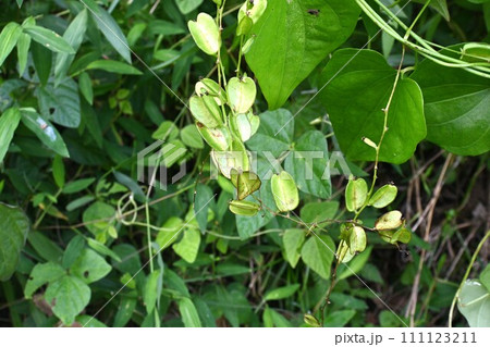 オニドコロ（鬼野老）・花と蒴果・有毒植物 111123211