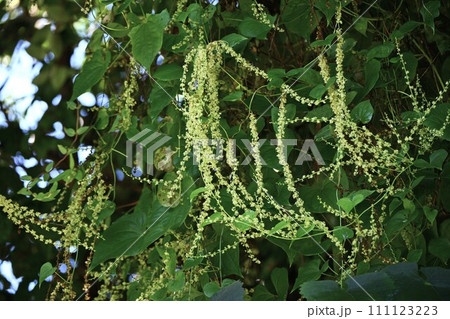オニドコロ（鬼野老）・花と蒴果・有毒植物 111123223
