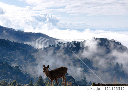 2024年1月29日 見事な雲海に覆われた奈良盆地 折り重なる山々の谷間を漂う雲海 若草山の山頂にて 2024年1月29日 見事な雲海に覆われた奈良盆地 折り重なる山々の谷間を漂う雲海 若草山の山頂にて 111123512