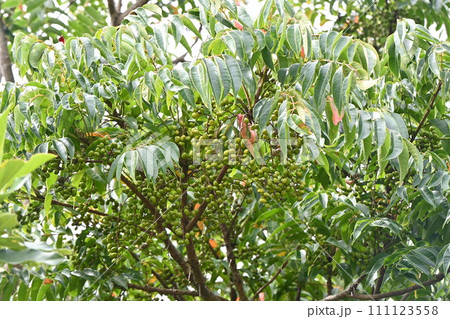 ハゼノキ(櫨の木)の実・別名「薩摩の実」・木蝋の資源植物 ハゼノキ(櫨の木)の実・別名「薩摩の実」・木蝋の資源植物 111123558