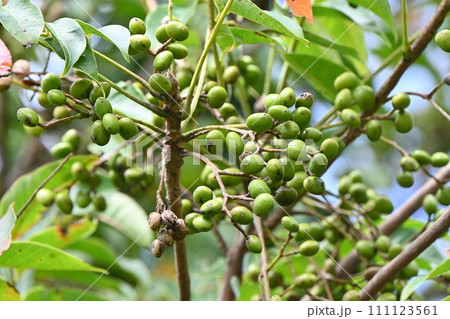 ハゼノキ（櫨の木）の実・別名「薩摩の実」・木蝋の資源植物 111123561