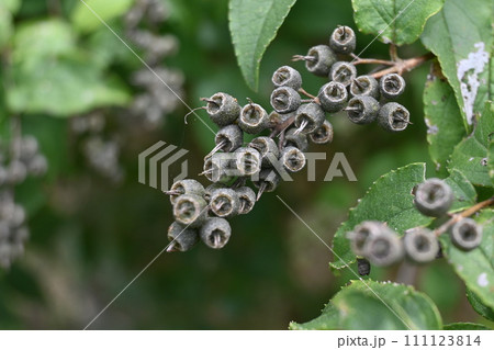 ウツギの実・蒴果 ウツギの実・蒴果 111123814