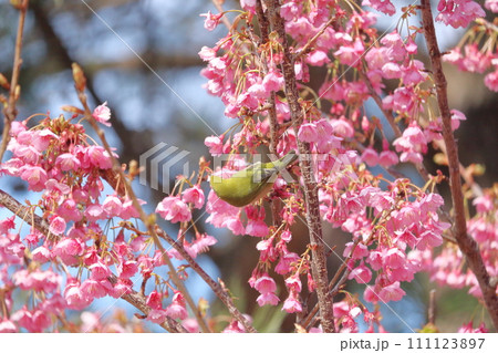 河津桜の蜜を吸うメジロ 河津桜の蜜を吸うメジロ 111123897