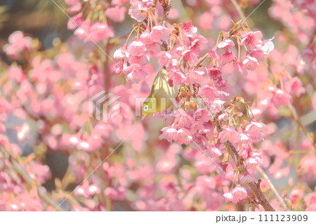 河津桜の蜜を吸うメジロ 河津桜の蜜を吸うメジロ 111123909