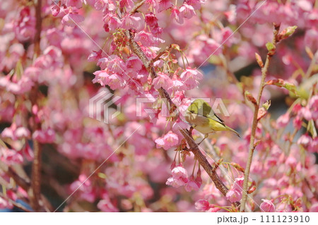 河津桜の蜜を吸うメジロ 河津桜の蜜を吸うメジロ 111123910