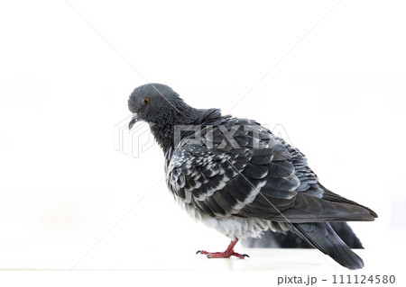 鋭い眼光でポーズをとる鳩 鋭い眼光でポーズをとる鳩 111124580