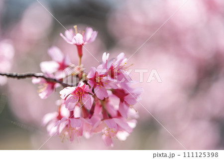 春の訪れを告げるオカメ桜 111125398