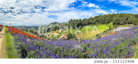 Skywalk Mon Jam flower garden in Mae Rim, Chiang Mai, Thailand Skywalk Mon Jam flower garden in Mae Rim, Chiang Mai, Thailand 111125406