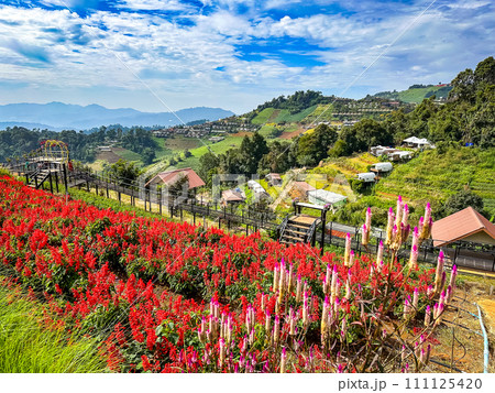 Skywalk Mon Jam flower garden in Mae Rim, Chiang Mai, Thailand 111125420