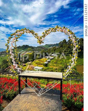 Skywalk Mon Jam flower garden in Mae Rim, Chiang Mai, Thailand Skywalk Mon Jam flower garden in Mae Rim, Chiang Mai, Thailand 111125437