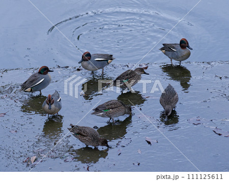 冬鳥カモ科コガモの採餌行動 冬鳥カモ科コガモの採餌行動 111125611