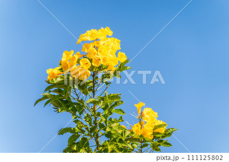 Tecoma stans yellow flowers close-up, yellow trumpetbush, yellow bells, yellow elder, green leaves, blue sky background, beautiful flower texture Tecoma stans yellow flowers close-up, yellow trumpetbush, yellow bells, yellow elder, green leaves, blue sky background, beautiful flower texture 111125802