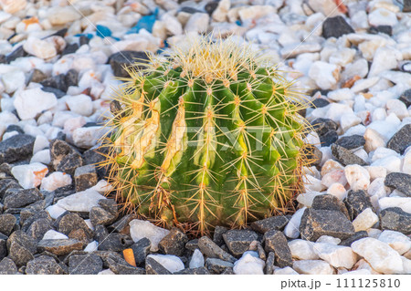 Kroenleinia is a monotypic genus of succulent plants in the Cactaceae family. Kroenleinia grusonii on rocky ground Kroenleinia is a monotypic genus of succulent plants in the Cactaceae family. Kroenleinia grusonii on rocky ground 111125810