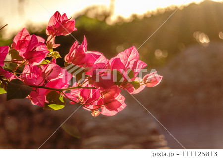 Bougainvillea, Paper flower Bougainvillea hybrida soft focus with blurry background 111125813