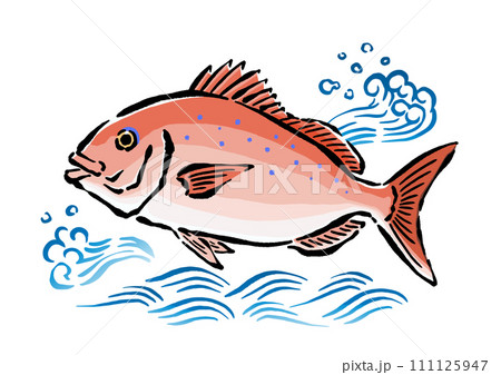 鯛と波の手書きイラスト素材　真鯛　筆・和風 111125947