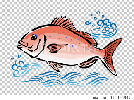 鯛と波の手書きイラスト素材　真鯛　筆・和風 111125947
