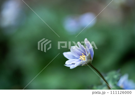 青紫色のユキワリイチゲの花 111126000