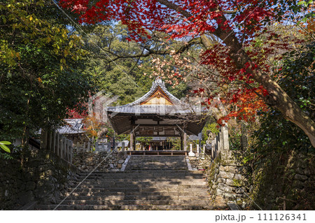 秋の京都 紅葉が美しい石座神社 拝殿 秋の京都 紅葉が美しい石座神社 拝殿 111126341