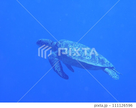 アオウミガメ アオウミガメ 111126596