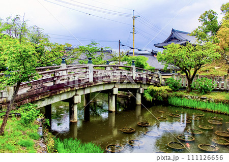 【京都】春のくろ谷・金戒光明寺　雨降る極楽橋と蓮池（兜之池） 111126656