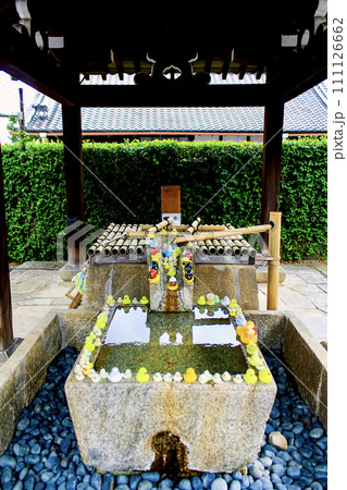 【京都】春の金戒光明寺 アヒルのおもちゃで飾りつけられた手水舎 【京都】春の金戒光明寺 アヒルのおもちゃで飾りつけられた手水舎 111126662