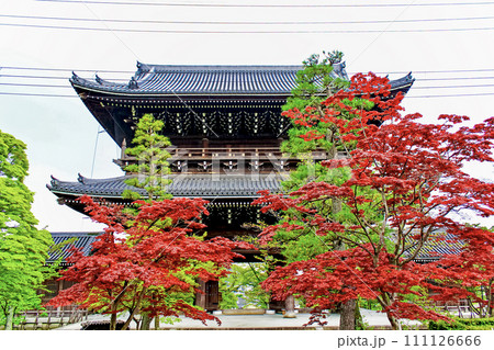 【京都】春の金戒光明寺　境内から望む山門 111126666