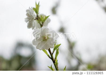 白い花桃の花 白い花桃の花 111126905