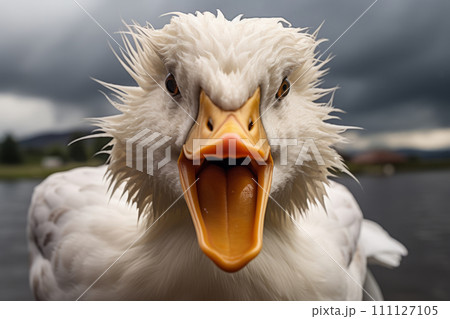 Portrait of angry duck with open beak 111127105