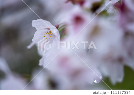 春の日差しを浴びる桜の接写 春の日差しを浴びる桜の接写 111127554