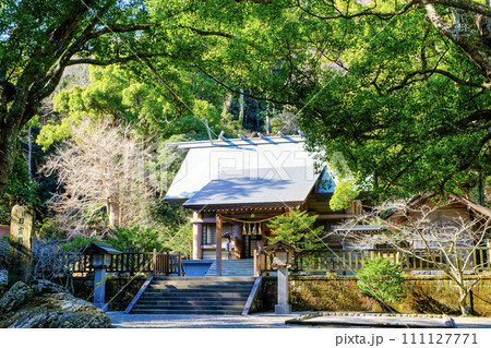 新緑と安房神社社殿 111127771