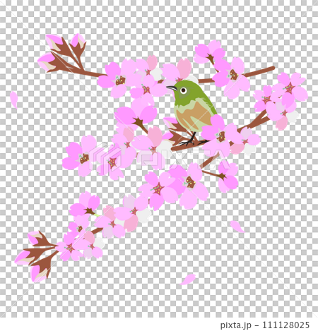 堅持櫻花樹枝的藥 111128025