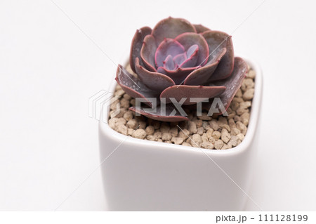 Potted Echeveria succulent house plant in white ceramic pot on white background 111128199