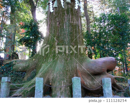 冬の高尾山たこ杉 冬の高尾山たこ杉 111128254