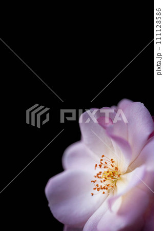 黒背景の薔薇 111128586