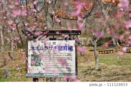 國蝶オオムラサキの飼育園の看板 111128653