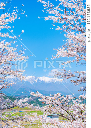 桜と中央アルプス（中川村より） 111128686