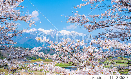桜と中央アルプス（中川村より） 111128689