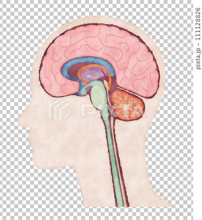 Cross section of human body brain, watercolor style illustration 111128826