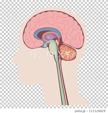 Cross section of human body brain, vector illustration 111128829
