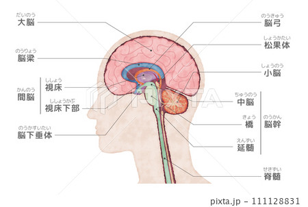 人間の体の脳の断面図、名称入り水彩画風イラスト 人間の体の脳の断面図、名称入り水彩画風イラスト 111128831