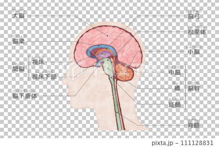 Cross section of the human body brain, watercolor style illustration with names 111128831