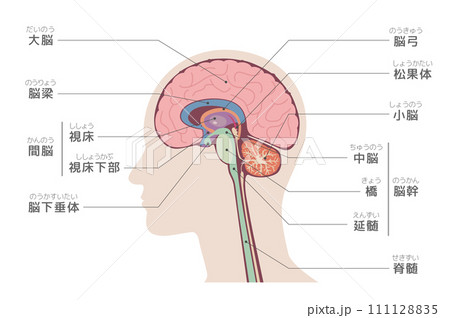 人間の体の脳の断面図、名称入りベクターイラスト 111128835