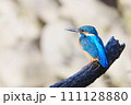 枝に止まるカワセミ 111128880