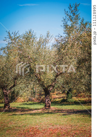 Rows of olive tree field in Croatia 111128995