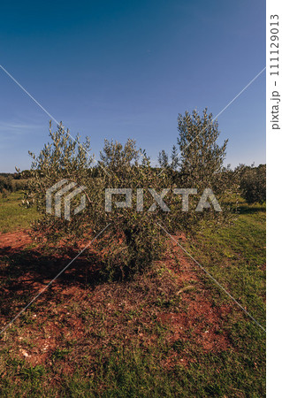 Rows of olive tree field in Croatia Rows of olive tree field in Croatia 111129013