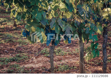 Ripe Cabernet grapes on vine growing in a vineyard at sunset time, Croatia 111129086