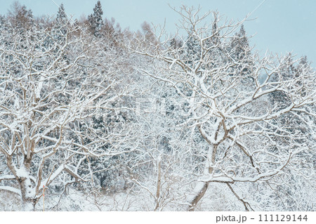 White snow on a tree branches on a frosty winter day. Natural background and winter season concept 111129144