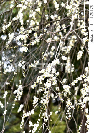 枝垂れ梅 枝垂れ梅 111129179