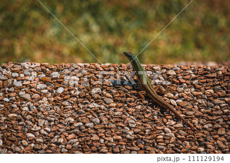 green small lizard on pebble ground in Croatia green small lizard on pebble ground in Croatia 111129194